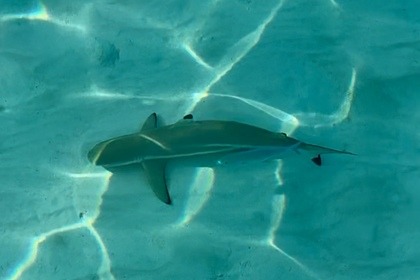 Catamaran, Private rooms & Showers, All Included