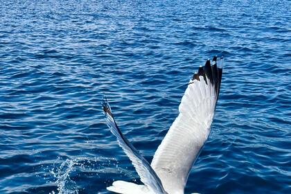 Amazing Quicksilver 755 Sundeck