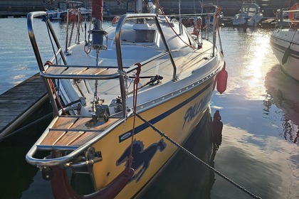 Janmor 28 sy Palomino Zalew wiślany.