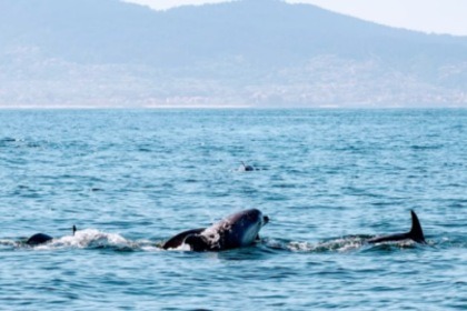 Disfruta del placer de navegar