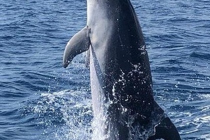 Noleggio Gommone Mar.Co Mar.co TwentyFive Olbia