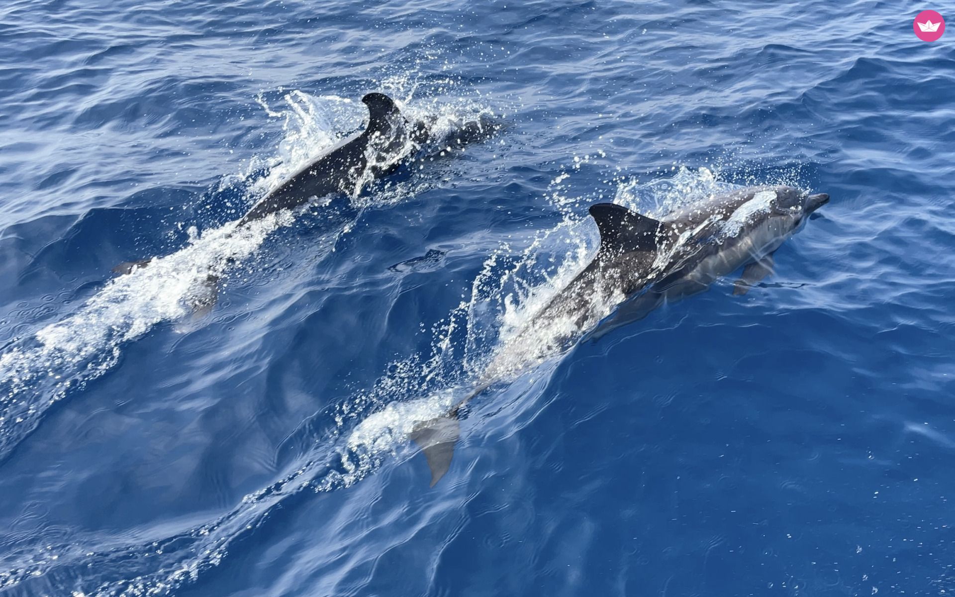 Huren Dufour 410 Grand Large