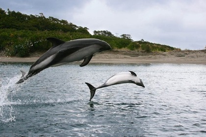 Lancha Rapida para expediciones