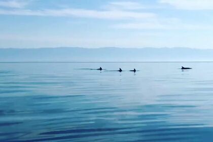 GRGINIC YACHTING SHARK B 23