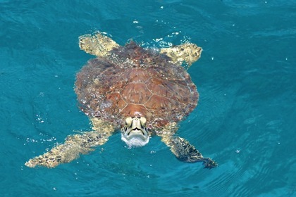 Sur Sillage, croisière intime dans l'Archipel de la Guadeloupe