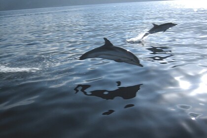 Bluline 19 open 40 CV