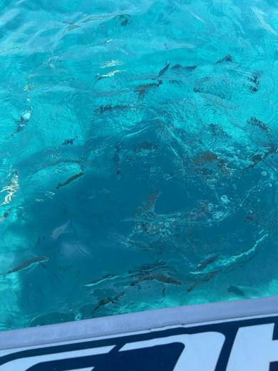 Crabonaxa Without license Sacs Marine S530 alt tag text