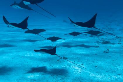 Rental Catamaran Fountaine Pajot Lavezzi 40 Bora Bora