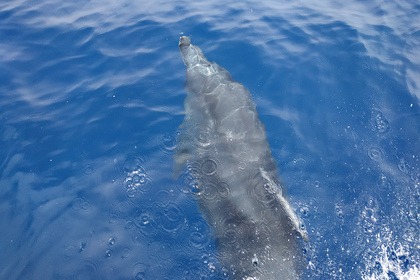 Sunset Cruise to Dia Island