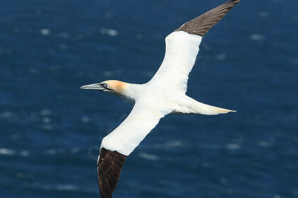 Pêche Promenade Barracuda 7