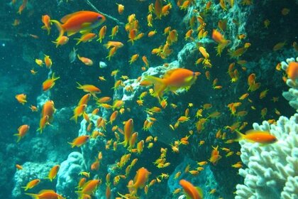 **Shared Romantic Full-Day Yacht Cruise to Ras Mohamed & White Island**