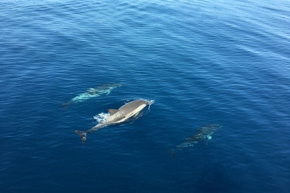 Cranchi Endurance 30 (2019)