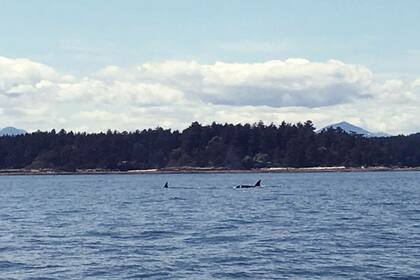 Chris Craft 32 Express