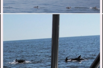 Hire Motorboat Bavaria 42 Vrsar