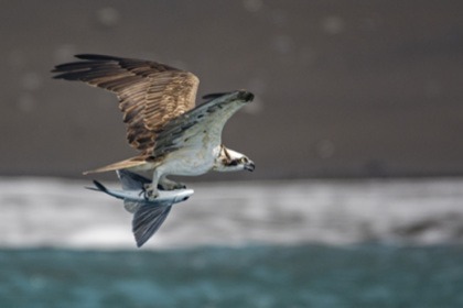 CATAMARAN CAP VERT - Belize 43