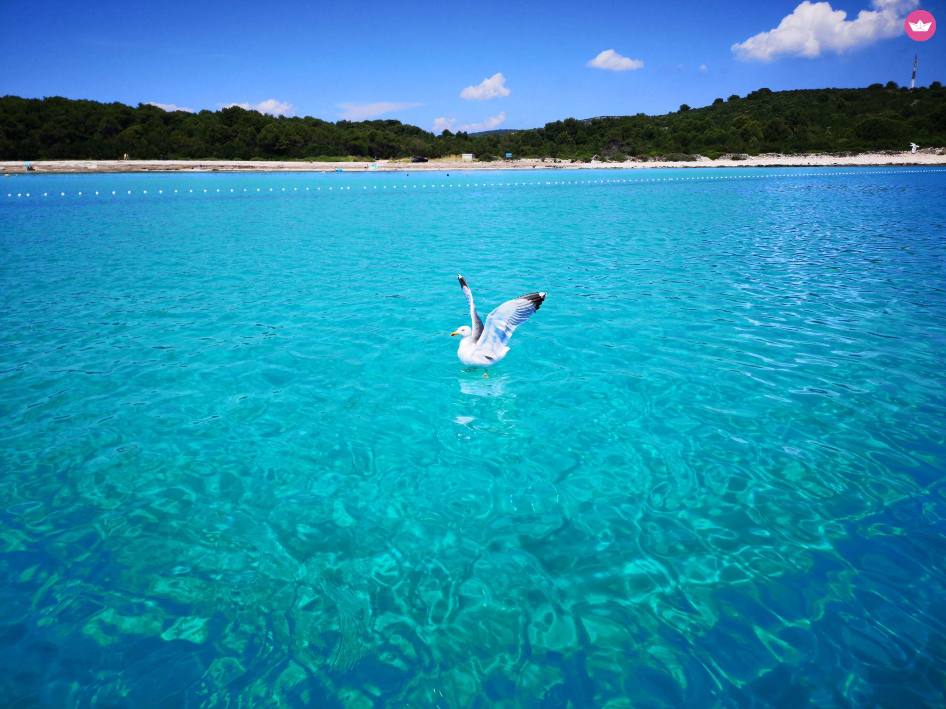 Prince 570 Open 140Ks Suzuki w Zadar  