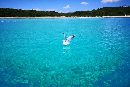 Prince 570 open Suzuki 140hp