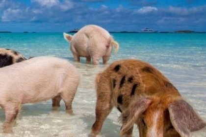 MV Lady Dot, 62ft Custom Rayburn