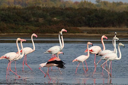 Mini Mystery Machine