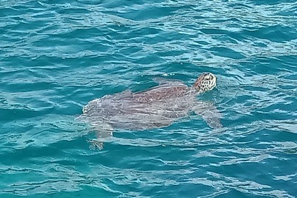 Explore the Caribbean in Style with the Lavezzi 40 Catamaran!