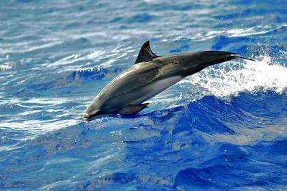 Sur Sillage, croisière intime dans l'Archipel de la Guadeloupe