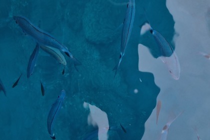 Charter Motorboat Seapower GTX550 Bocca di Magra