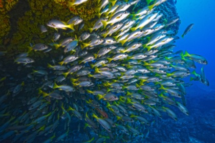 CATAMARAN CAP VERT - Belize 43