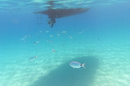 BSC 70 Ebony (4 hours tour)