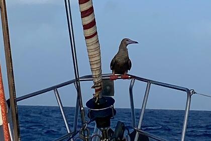 Location Voilier Beneteau Oceanis 411 CÉLÉBRATION France