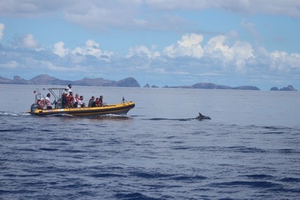 Rental RIB Searib's Vanguard Madeira