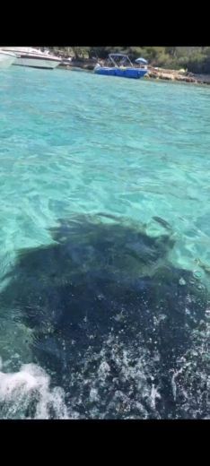 Κάννες Motorboat Quicksilver Activ 505 Cabin alt tag text